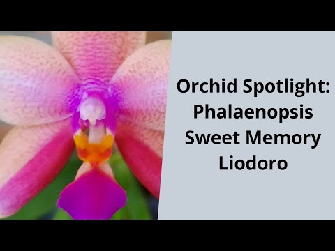, title : 'Orchid Spotlight: Phalaenopsis Sweet Memory'