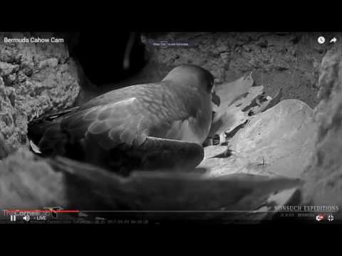 The first feeding - Cahow chick