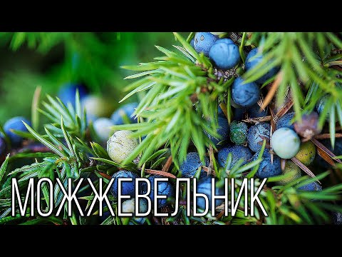 Можжевельник: Северный кипарис | Интересные факты про можжевельник