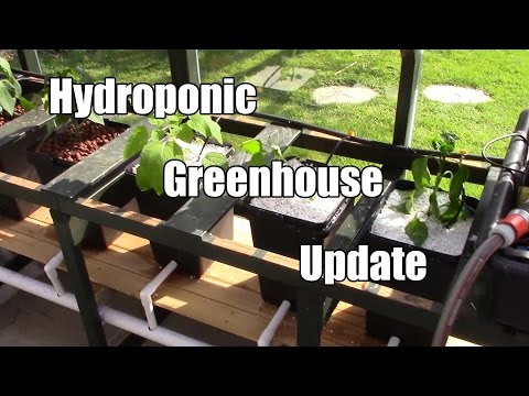 Hydroponic Greenhouse Update - Sunday 26th April 2015 - Cadbury and Spottybob