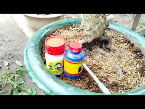 cứu cây mai mới trồng bị dính nước mưa bằng thuốc cho lan