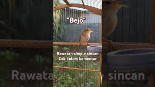 Download lagu Rawatan simple burung kerakbasi alis hitam/sincan mp3 Download lagu Rawatan simple burung kerakbasi alis hitam/sincan mp3