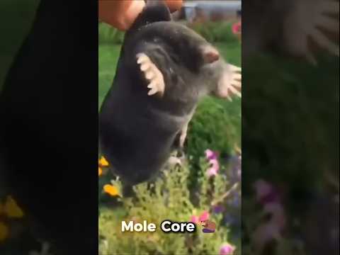 Mole Core 🦫