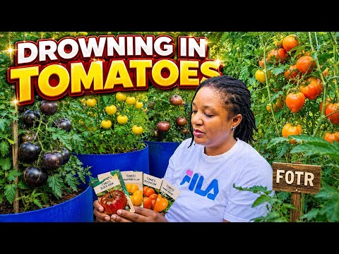 Cultivating Rare Heirloom Tomatoes This Season: Join In!