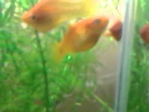 download lagu mp3 mp4 Fidh, download lagu Fidh gratis, unduh video klip Fidh