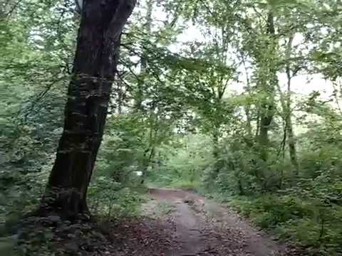 29 April 2019 De ascultat! (in padurea dintre Cetatuia-Luncavita si Nifon)