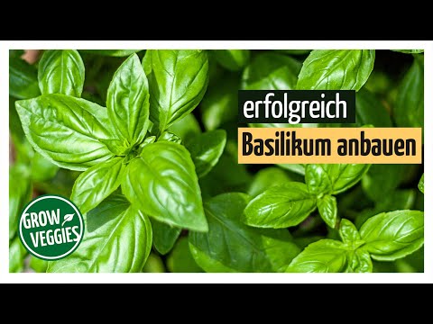 Basilikum erfolgreich anbauen | Basil im Garten @Gartengemüsekiosk