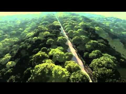 Forest 3d render cgi photorealistic