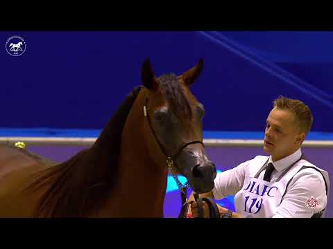 N 119 MAYSAM AL HAWAJER   Dubai Arabian Horse Show 2020   Colts 2 Years Old Class 10