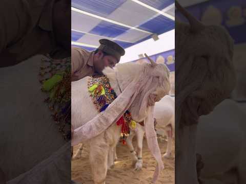 Gulabi Pro Max Bakra | #shorts