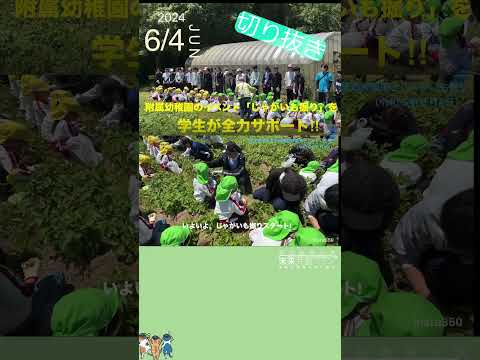 【愛知教育大学】附属幼稚園時とジャガイモ掘り＃ｓｈｏｒｔショート＃愛知教育大学＃愛教大＃附属幼稚園＃ジャガイモ掘り