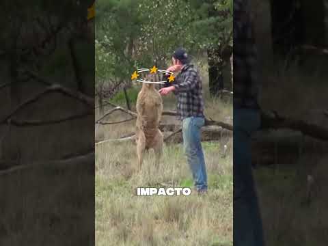 Mira cómo este hombre se enfrentó a un canguro