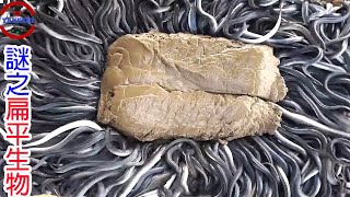 [問題] 鰻魚是淡水魚嗎