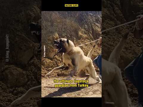 Kangal vs Predator: Can This Dog Outbite a Lion? #shorts