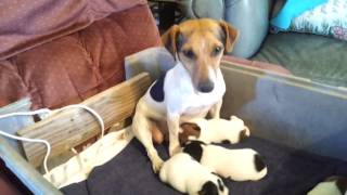 Snow Creek Jack Russell Terrier New Litter of Puppies - Momma Taking Care of Her Puppies. Precious!