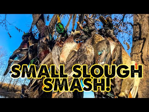 Small SLOUGH Wood Duck SMASH!!