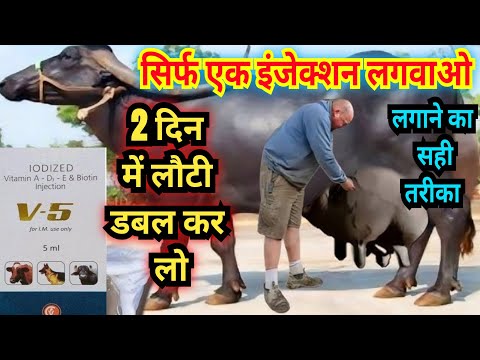 "Double the amount of gay bhains in just 1 injection – V5's real work || V5 injection uses