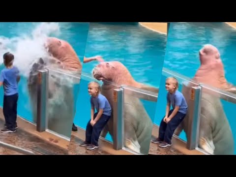 Fails of The Week  😂  EP:27  |  Funny Fails  | Fail Army.