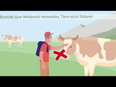 Verhaltensregeln Weidevieh