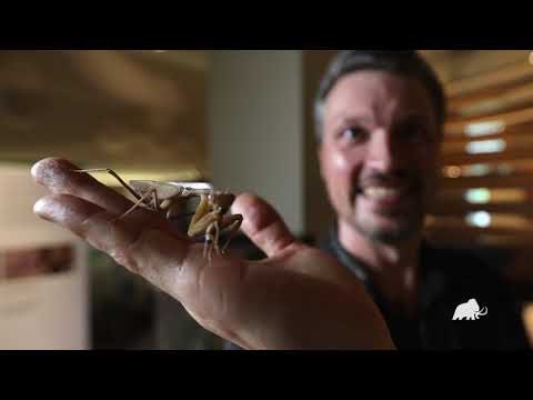 私たちのバグをご紹介します!マクリーのスペクターナナフシ、アフリカアオカマキリ、熱帯巨大ゴキブリ