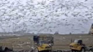 bedhead . Lepidoptera