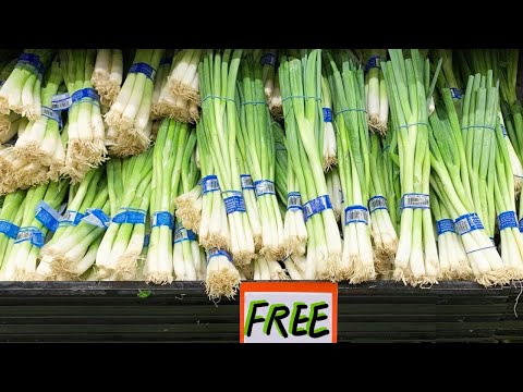 Growing Green Onions - Over and over and over