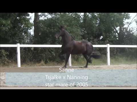 Stal Okkema´s Sanne v. Tsjalke mare