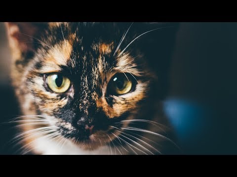 Vainglory 3v3 Koshka WP // Dangerous Bait