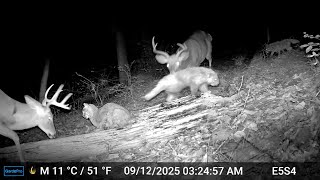 Public Land LOADED w/ Bucks Bobcats & Coyotes