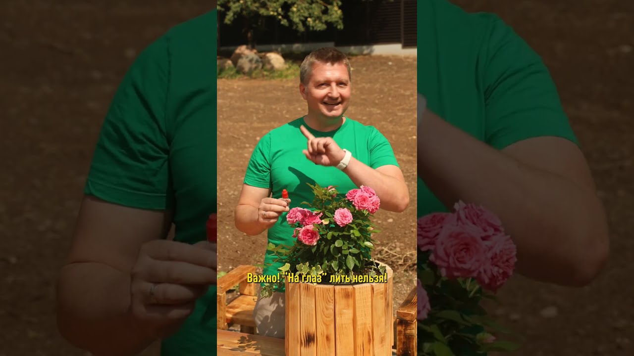 Розы без ума от этой подкормки! Не болеют и закладывают сотни бутонов!