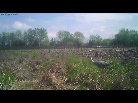 Ardea cinerea (Airone cenerino)