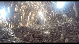 preview picture of video 'crawling through mini corn tunnel at Bauman's Farm and Garden, 4k'