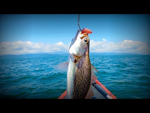 Corvinas y Barracudas desde Kayak, Pesca en Puerto Jimenez