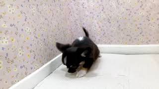 チワワ(ロング)の動画01