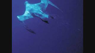 Shearwater - St Mary's Walk