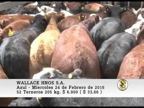 24-02-16 Venta de Machos - Wallace Hnos S.A. - Azul.