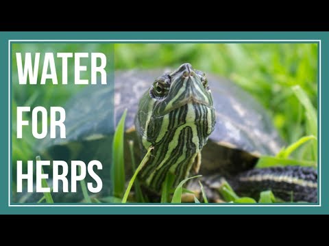 YouTube video about: Can reptiles drink distilled water?
