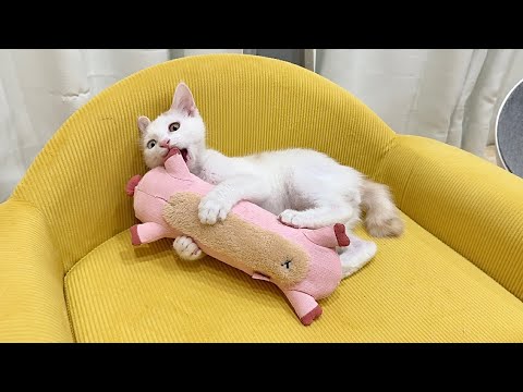 生まれて初めてぬいぐるみをプレゼントされた保護猫が嬉しすぎてこうなっちゃいました…笑