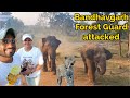 Tiger Attacked Forest Guard Khitauli Zone Bandhavgarh National Park Bandhavgarh Tiger Reserve