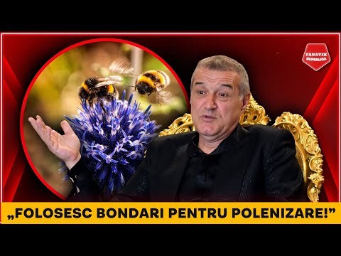 DEZVALUIRI SPUMOASE ale lui Gigi Becali. TRANSFERA bondari pentru a-si cultiva fructele in sera
