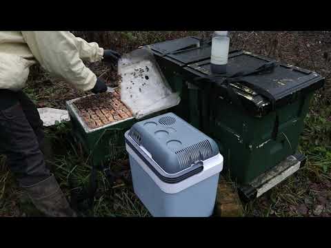 Varroabehandling med oxalsyra enligt droppmetoden