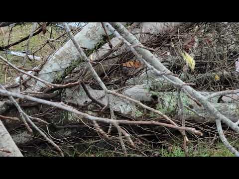 Sawyerville, Alabama tornado damage.