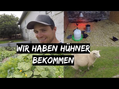 Wir haben Hühner bekommen | Die Zuckererbsen wurden nichts  DEICHVLOG #19