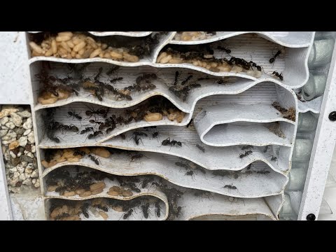 巣箱と餌柱、どちらが良いでしょうか? 自然と動物