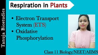 Respiration in Plants - ETS and Oxidative Phosphorylation |ATP Synthesis|Class 11 Biology/NEET/AIIMS