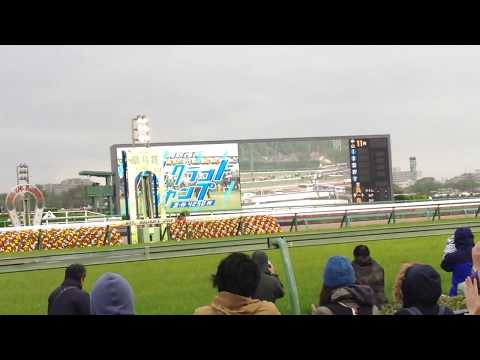 【中山グランドジャンプ　2018】ゴール前で観戦　風が強く揺れています