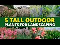 Top 5 Tall Outdoor Plants for Landscaping 🍃🌿