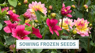 How to Grow Gorgeous Cut Flowers from Seed | Larkspur, Malope & Poppies// Cottoverdi