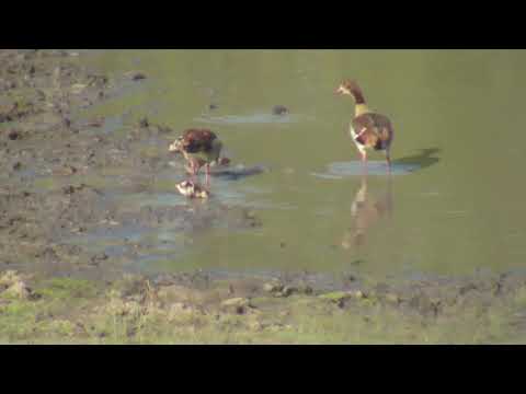 Djuma: Egyptian Goose family - 16:30 - 01/29/19