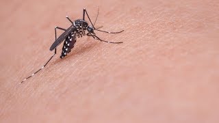 10 Most Invasive Parasites in the World